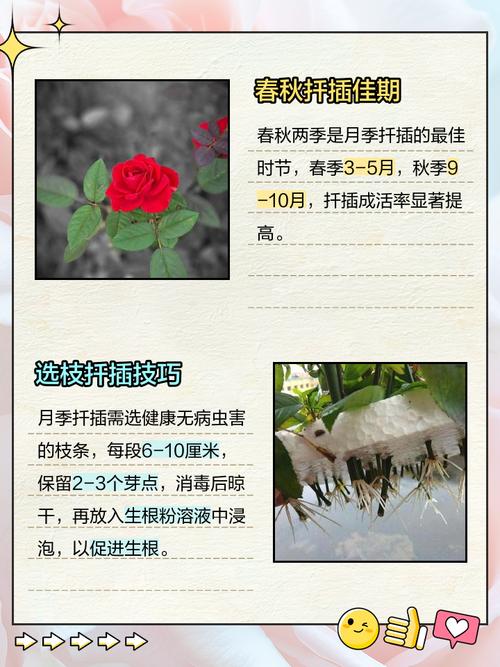 丰花月季怎么扦插,丰花月季怎么扦插繁殖-第3张图片-优品飞百科 丰花月季怎么扦插,丰花月季怎么扦插繁殖-第3张图片-优品飞百科