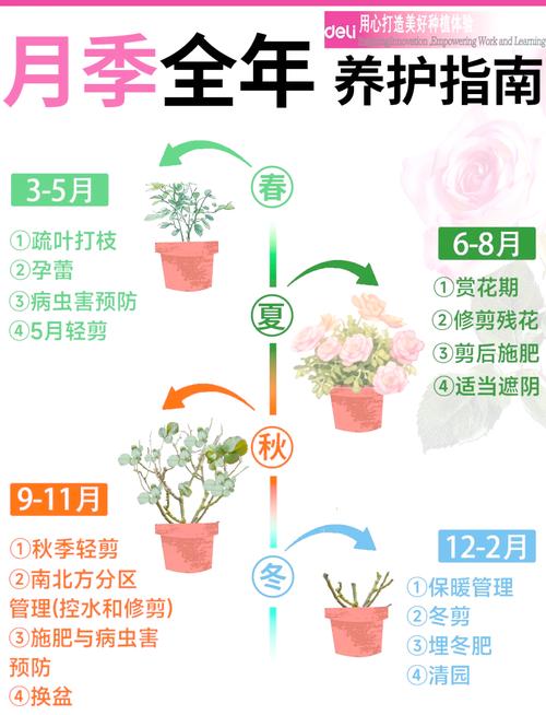 丰花月季怎么扦插,丰花月季怎么扦插繁殖-第4张图片-优品飞百科 丰花月季怎么扦插,丰花月季怎么扦插繁殖-第4张图片-优品飞百科