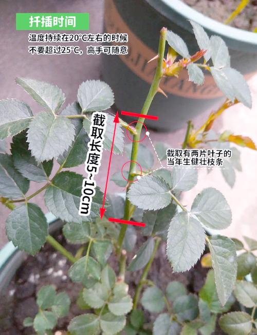 丰花月季怎么扦插,丰花月季怎么扦插繁殖-第5张图片-优品飞百科 丰花月季怎么扦插,丰花月季怎么扦插繁殖-第5张图片-优品飞百科