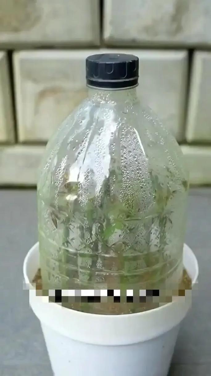 丰花月季怎么扦插,丰花月季怎么扦插繁殖-第6张图片-优品飞百科 丰花月季怎么扦插,丰花月季怎么扦插繁殖-第6张图片-优品飞百科