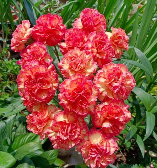 康乃馨开花时间，康乃馨开花时间是什么时候开的