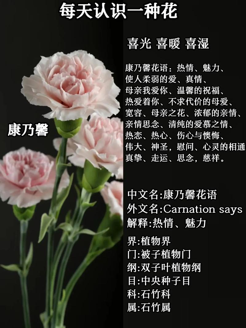 康乃馨开花时间,康乃馨开花时间是什么时候开的-第2张图片-优品飞百科 康乃馨开花时间,康乃馨开花时间是什么时候开的-第2张图片-优品飞百科