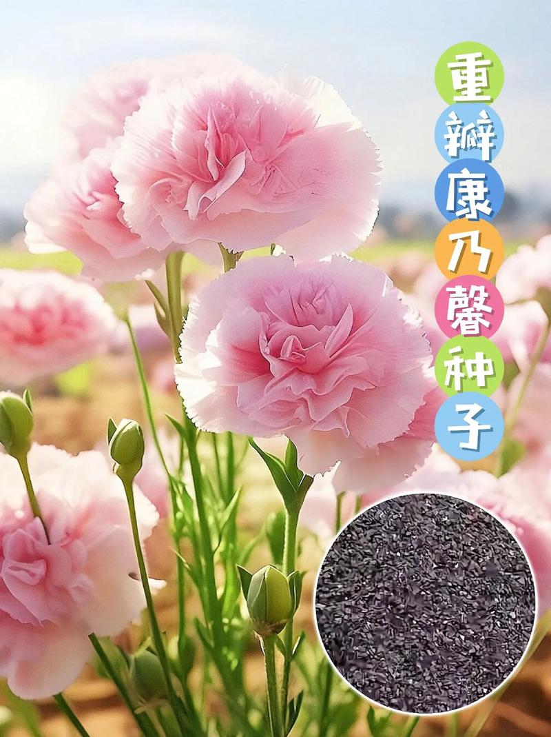 康乃馨开花时间,康乃馨开花时间是什么时候开的-第3张图片-优品飞百科 康乃馨开花时间,康乃馨开花时间是什么时候开的-第3张图片-优品飞百科