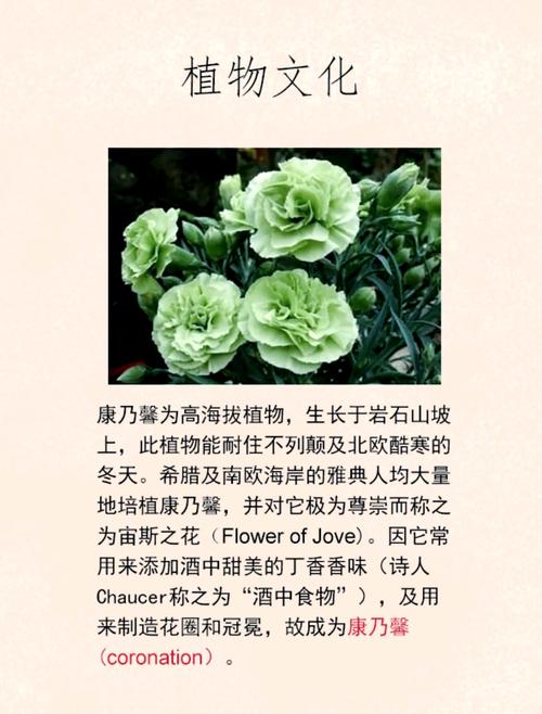 康乃馨开花时间,康乃馨开花时间是什么时候开的-第4张图片-优品飞百科 康乃馨开花时间,康乃馨开花时间是什么时候开的-第4张图片-优品飞百科
