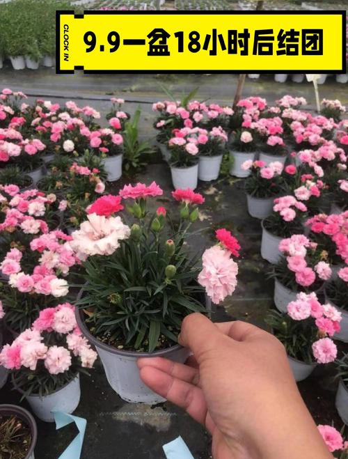 康乃馨开花时间,康乃馨开花时间是什么时候开的-第5张图片-优品飞百科 康乃馨开花时间,康乃馨开花时间是什么时候开的-第5张图片-优品飞百科