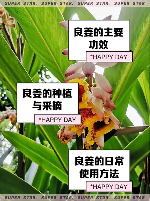 良姜的功效与作用？良姜在调料中的作用？-第2张图片-优品飞百科