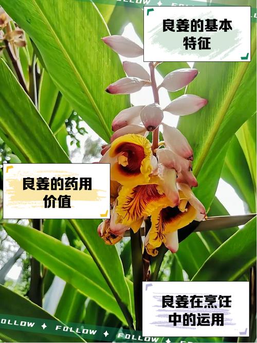 良姜的功效与作用？良姜在调料中的作用？-第7张图片-优品飞百科