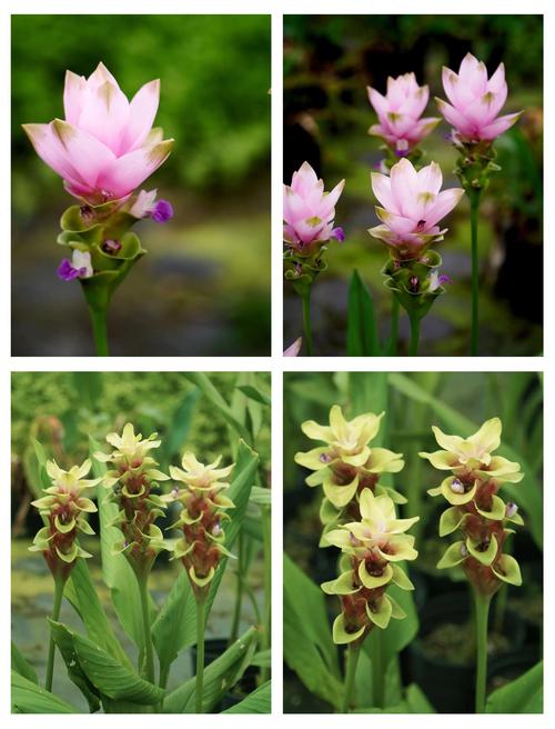 姜荷花怎么浇水施肥？姜荷花如何施肥？