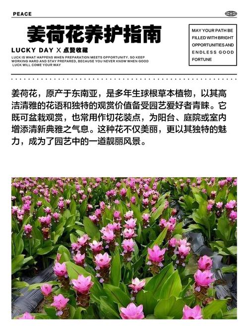 姜荷花怎么浇水施肥?姜荷花如何施肥?-第3张图片-优品飞百科 姜荷花怎么浇水施肥?姜荷花如何施肥?-第3张图片-优品飞百科