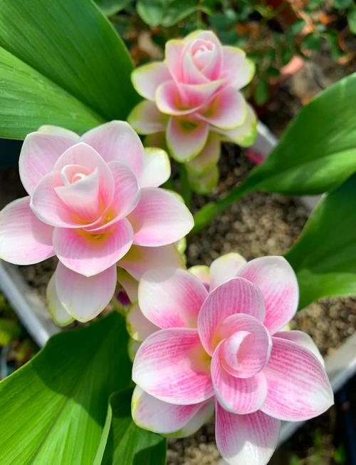 姜荷花怎么浇水施肥?姜荷花如何施肥?-第4张图片-优品飞百科 姜荷花怎么浇水施肥?姜荷花如何施肥?-第4张图片-优品飞百科