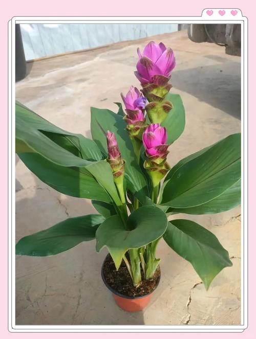 姜荷花怎么浇水施肥?姜荷花如何施肥?-第5张图片-优品飞百科 姜荷花怎么浇水施肥?姜荷花如何施肥?-第5张图片-优品飞百科