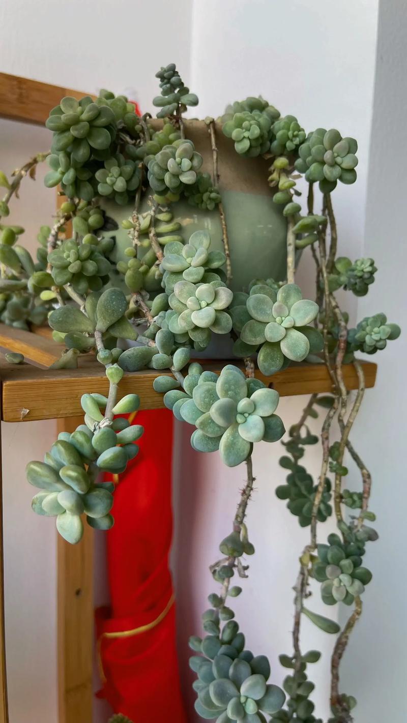 这6款多肉一养就成瀑布，好养的多肉爆盆品种？-第1张图片-优品飞百科