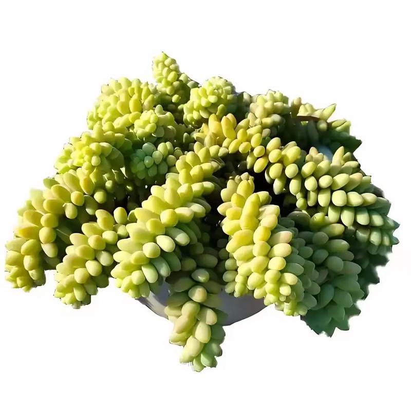 这6款多肉一养就成瀑布，好养的多肉爆盆品种？-第2张图片-优品飞百科