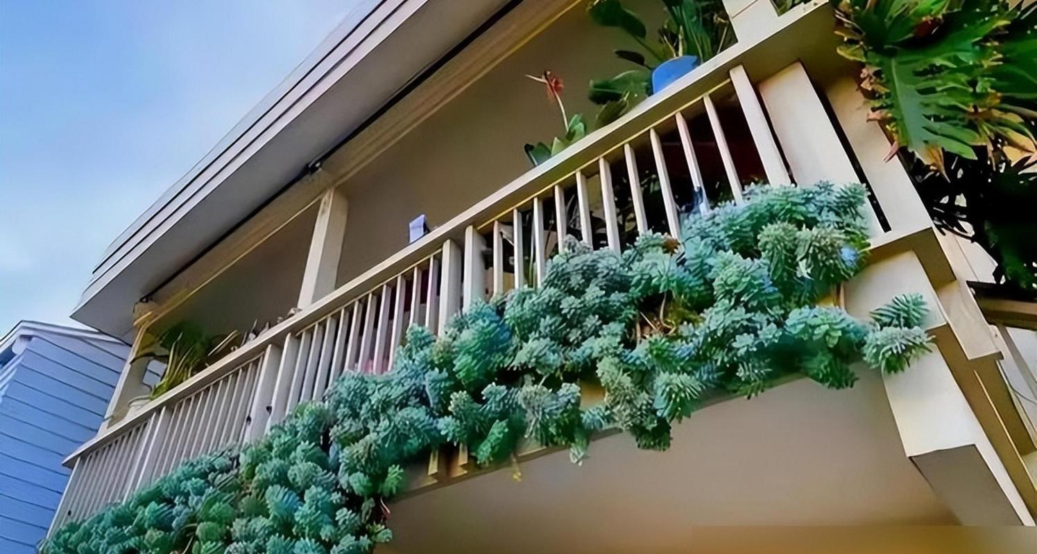 这6款多肉一养就成瀑布，好养的多肉爆盆品种？-第3张图片-优品飞百科