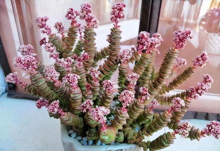 这6款多肉一养就成瀑布，好养的多肉爆盆品种？-第5张图片-优品飞百科