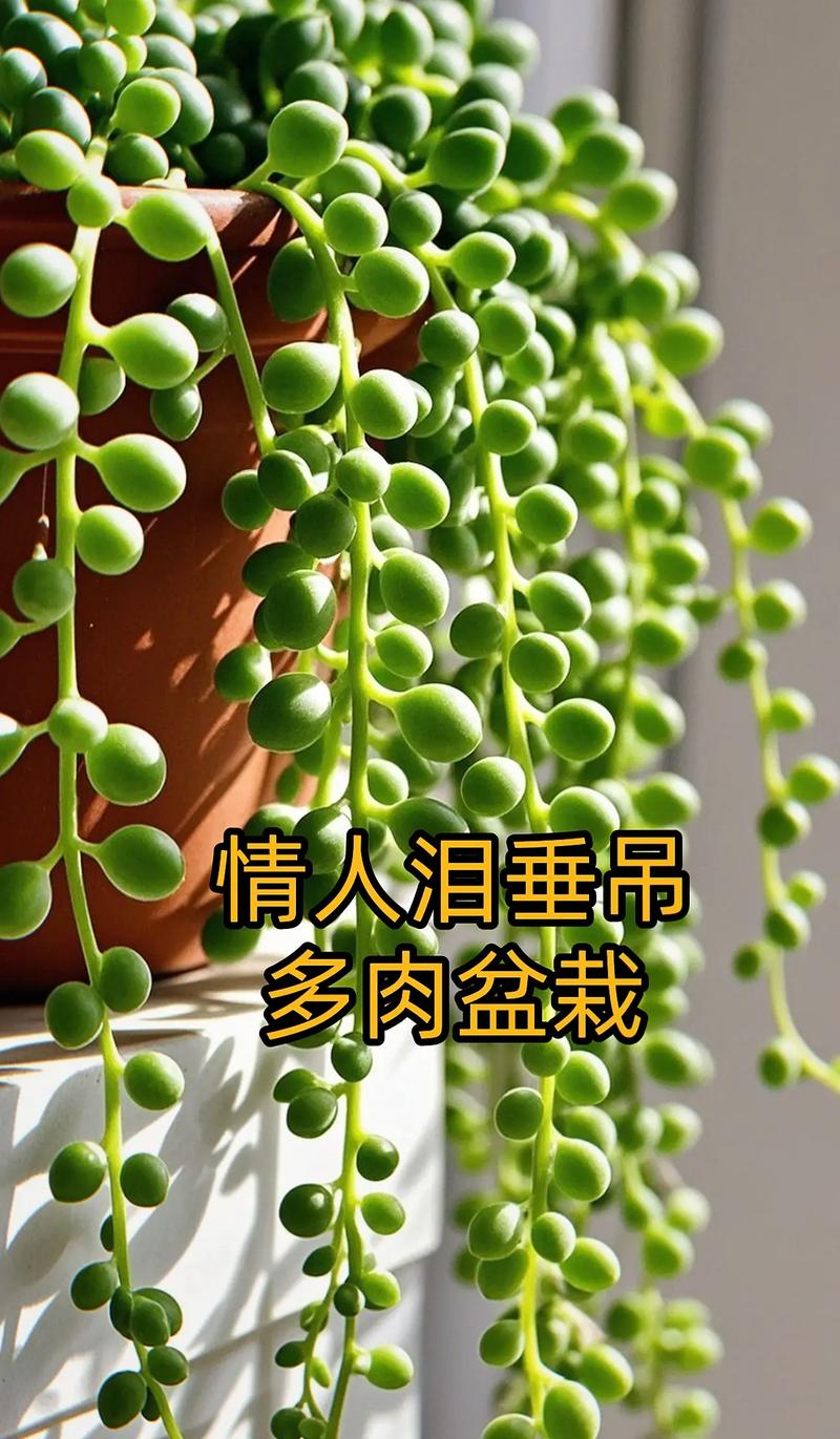 这6款多肉一养就成瀑布，好养的多肉爆盆品种？-第6张图片-优品飞百科