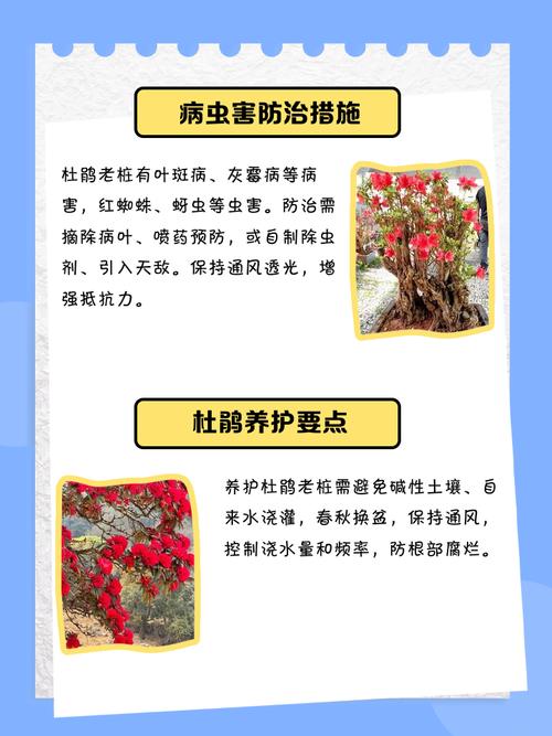 杜鹃如何养殖，杜鹃如何养殖方法？