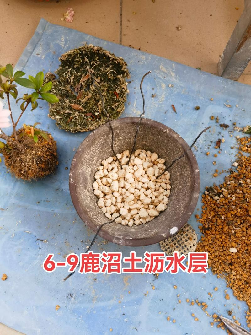 杜鹃如何养殖，杜鹃如何养殖方法？-第3张图片-优品飞百科