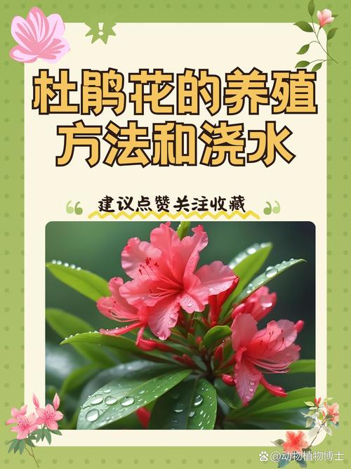 杜鹃如何养殖，杜鹃如何养殖方法？-第4张图片-优品飞百科