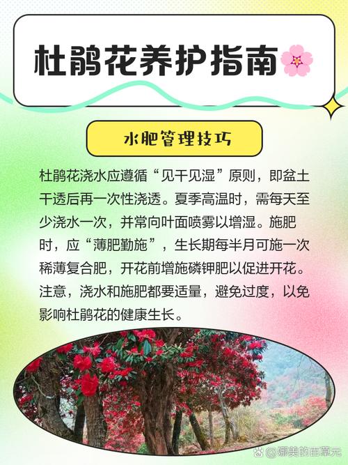 杜鹃如何养殖，杜鹃如何养殖方法？-第5张图片-优品飞百科