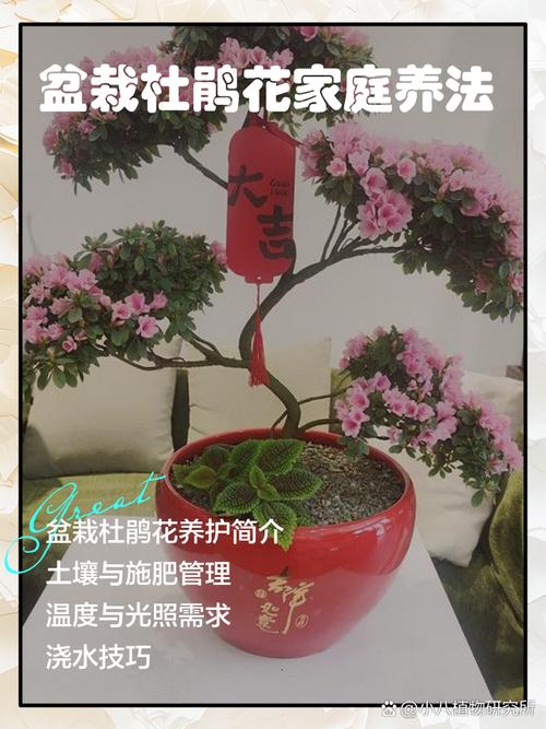 杜鹃如何养殖，杜鹃如何养殖方法？-第7张图片-优品飞百科