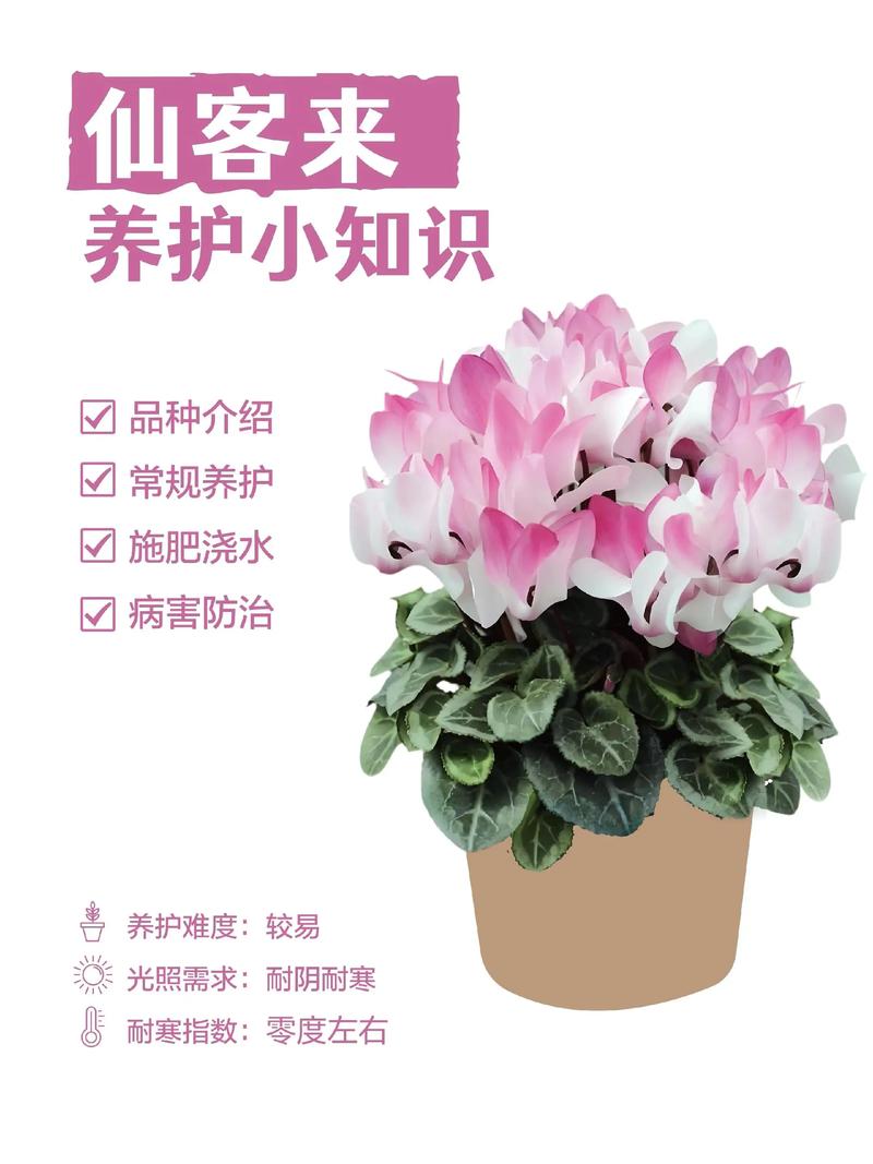 仙客来的养殖方法和注意事项，仙客来的养殖方法和注意事项冬季？