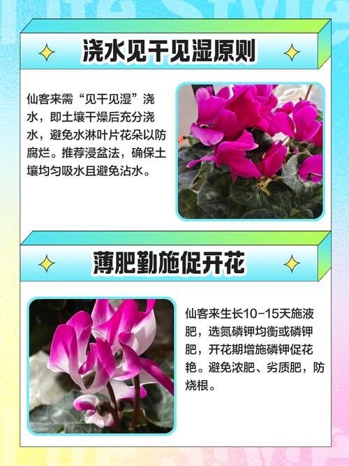 仙客来的养殖方法和注意事项，仙客来的养殖方法和注意事项冬季？-第2张图片-优品飞百科