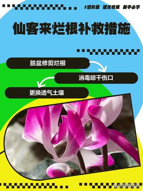 仙客来的养殖方法和注意事项，仙客来的养殖方法和注意事项冬季？-第3张图片-优品飞百科