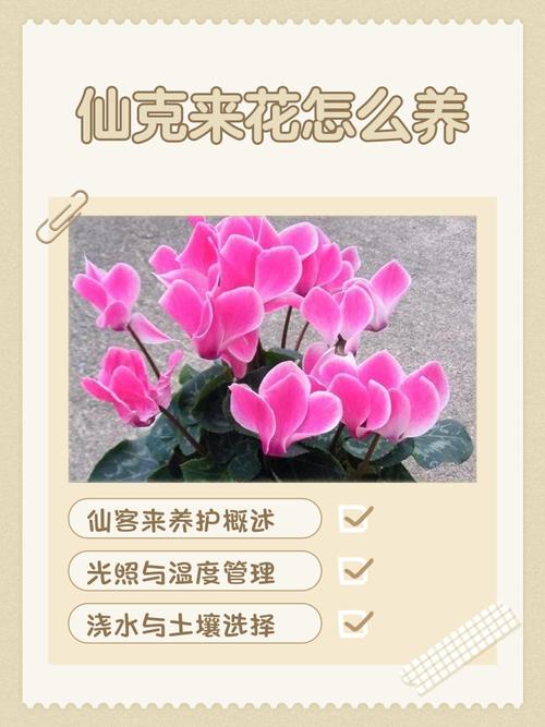 仙客来的养殖方法和注意事项，仙客来的养殖方法和注意事项冬季？-第4张图片-优品飞百科