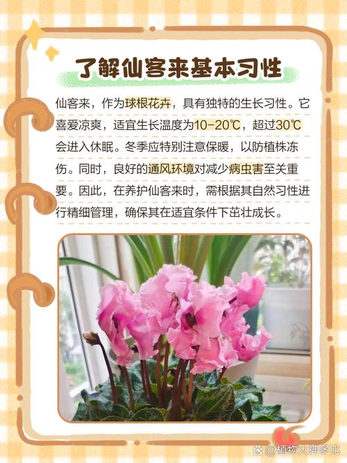 仙客来的养殖方法和注意事项，仙客来的养殖方法和注意事项冬季？-第5张图片-优品飞百科