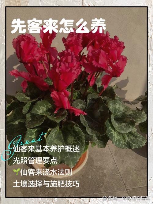 仙客来的养殖方法和注意事项，仙客来的养殖方法和注意事项冬季？-第6张图片-优品飞百科