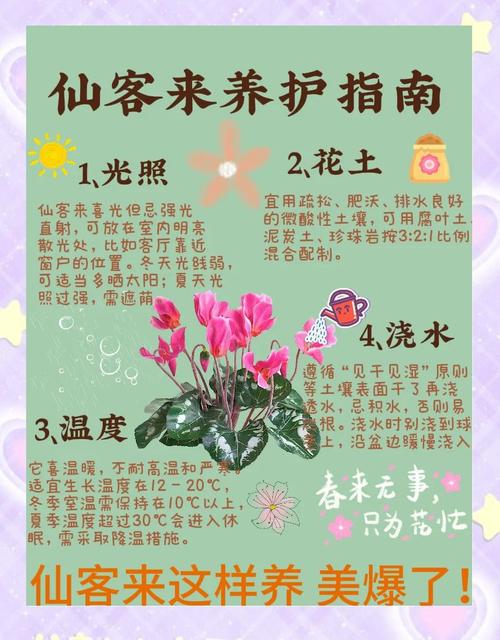 仙客来的养殖方法和注意事项，仙客来的养殖方法和注意事项冬季？-第7张图片-优品飞百科