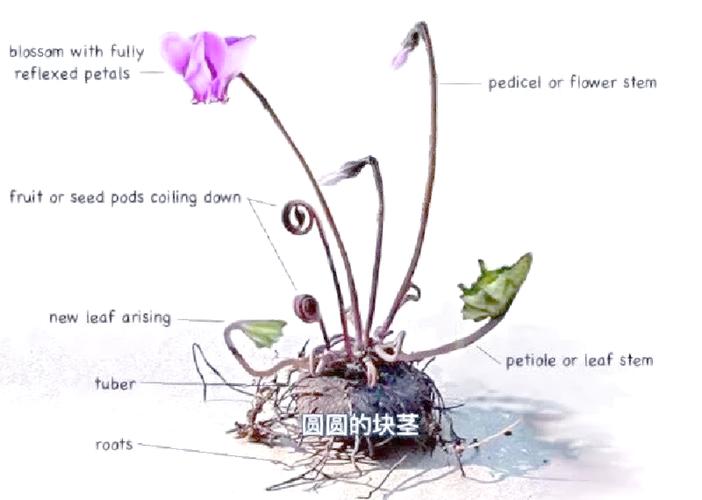 仙客来的养殖方法和注意事项，仙客来的养殖方法和注意事项冬季？-第8张图片-优品飞百科