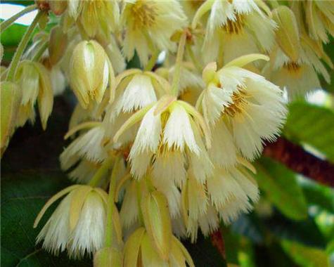 尖叶杜英的养殖方法？尖叶杜英园林用途？