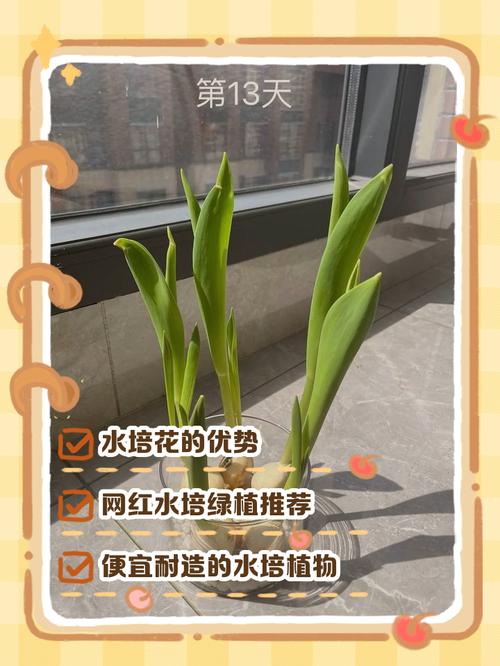 土培君子兰如何转水培？君子兰土培改水培？-第1张图片-优品飞百科