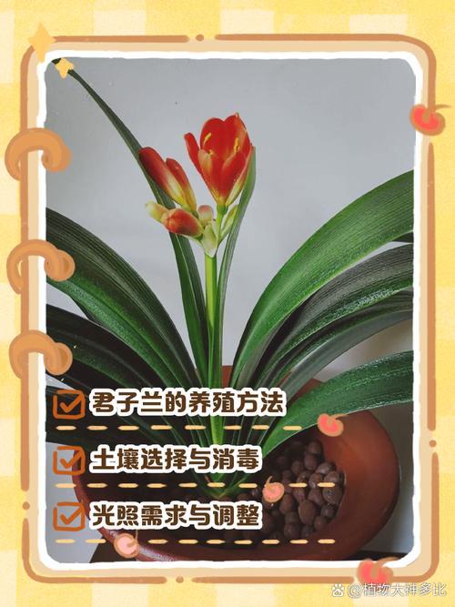 土培君子兰如何转水培？君子兰土培改水培？-第2张图片-优品飞百科