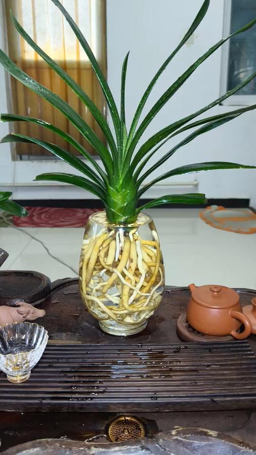 土培君子兰如何转水培？君子兰土培改水培？-第3张图片-优品飞百科