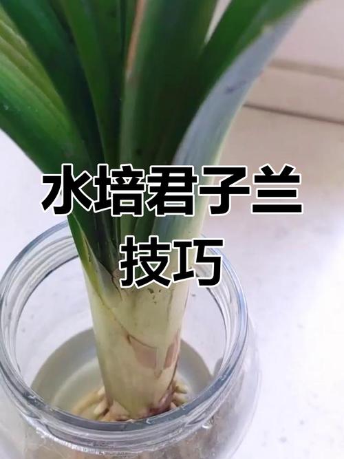 土培君子兰如何转水培？君子兰土培改水培？-第4张图片-优品飞百科