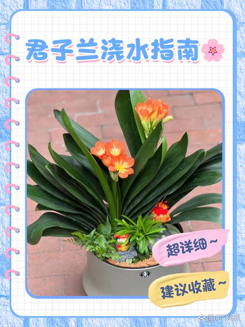 土培君子兰如何转水培？君子兰土培改水培？-第5张图片-优品飞百科