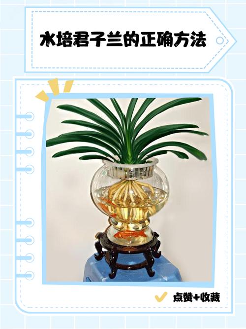 土培君子兰如何转水培？君子兰土培改水培？-第6张图片-优品飞百科