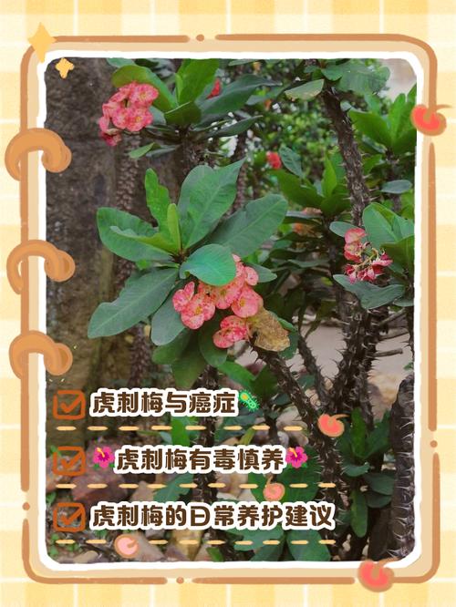 虎刺梅致癌吗,虎刺梅致癌吗能吃吗-第2张图片-优品飞百科 虎刺梅致癌吗,虎刺梅致癌吗能吃吗-第2张图片-优品飞百科