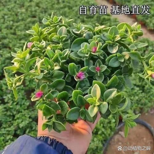 牡丹吊兰的养殖方法，牡丹吊兰的养殖方法和注意事项什么是渐冻症？