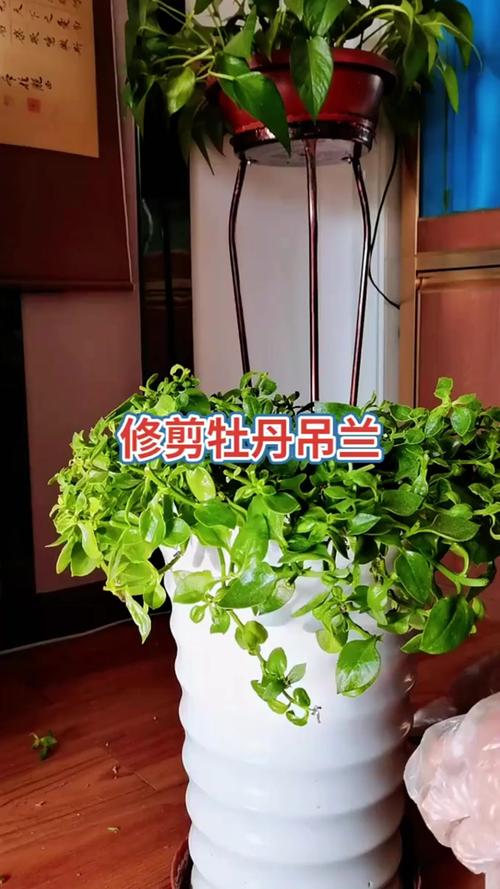 牡丹吊兰的养殖方法，牡丹吊兰的养殖方法和注意事项什么是渐冻症？-第2张图片-优品飞百科