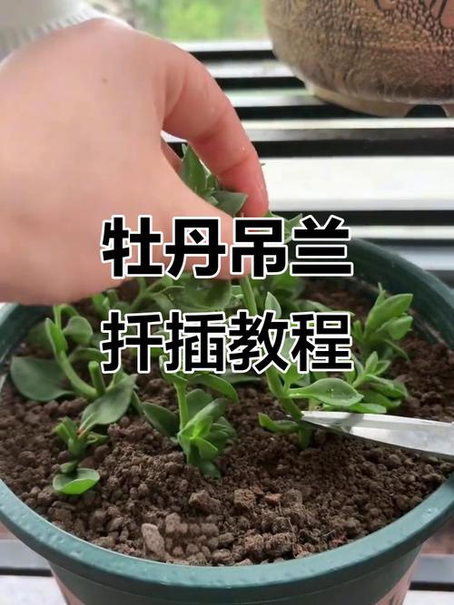 牡丹吊兰的养殖方法，牡丹吊兰的养殖方法和注意事项什么是渐冻症？-第3张图片-优品飞百科