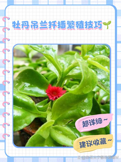 牡丹吊兰的养殖方法，牡丹吊兰的养殖方法和注意事项什么是渐冻症？-第4张图片-优品飞百科