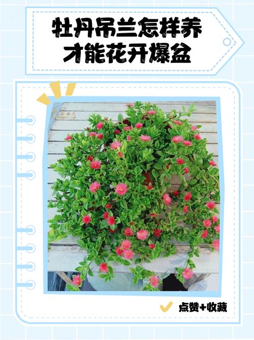 牡丹吊兰的养殖方法，牡丹吊兰的养殖方法和注意事项什么是渐冻症？-第5张图片-优品飞百科