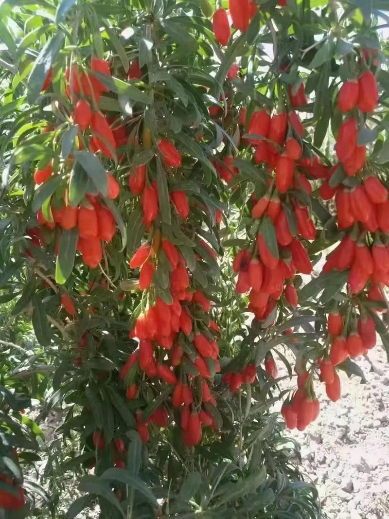 枸杞有哪些品种,枸杞哪些品种好-第1张图片-优品飞百科 枸杞有哪些品种,枸杞哪些品种好-第1张图片-优品飞百科