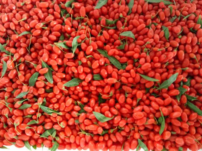 枸杞有哪些品种,枸杞哪些品种好-第6张图片-优品飞百科 枸杞有哪些品种,枸杞哪些品种好-第6张图片-优品飞百科