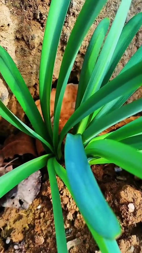 白花石蒜的养殖方法和注意事项，白石蒜花语？