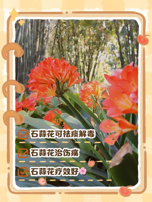 白花石蒜的养殖方法和注意事项,白石蒜花语?-第2张图片-优品飞百科 白花石蒜的养殖方法和注意事项,白石蒜花语?-第2张图片-优品飞百科